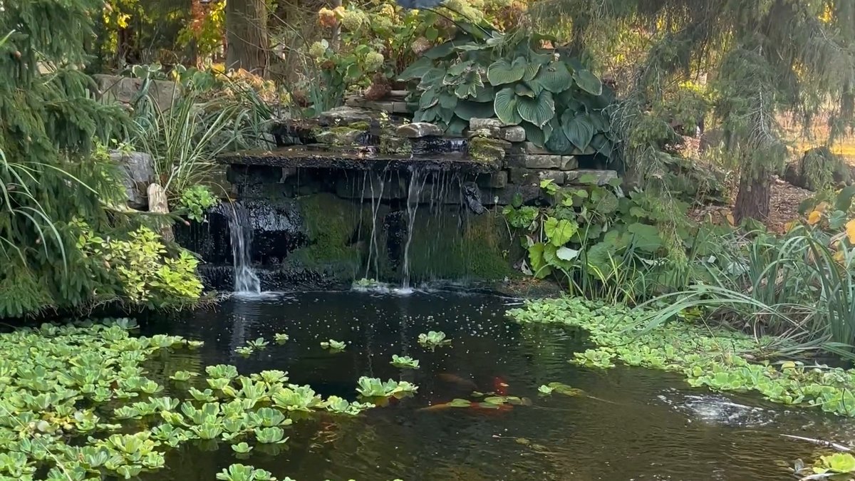 Natural stone waterfall flowing into a koi pond with water lilies